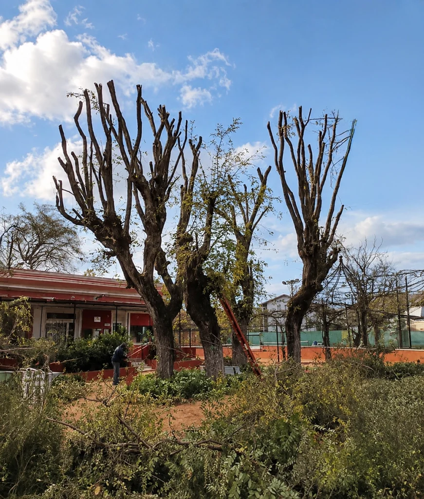 Poda de árboles en espacios verdes de L'Aviron